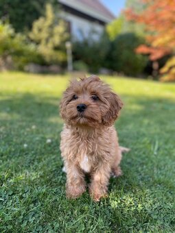 Cavapoo s pp, registrací - 4