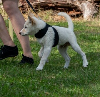 Štěně shiba inu - 4