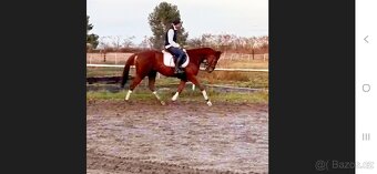 11 letý zkušený valach - 4