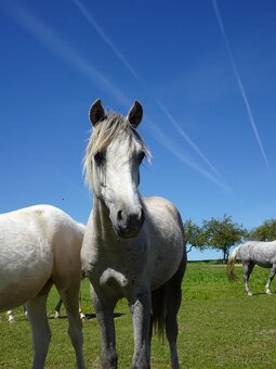 Prodám hřebečka Welsh pony, sekce B, s PP. - 4