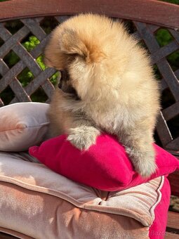 Pomeranian mini - 4