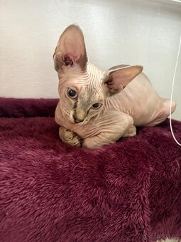 Koťátka - Kanadský Sphynx - 4