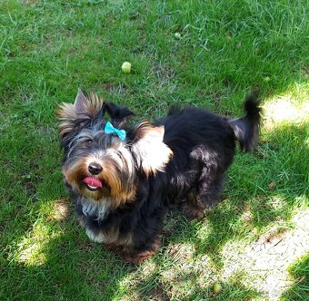 Yorkshire terrier (Black and tan) s PP - 4
