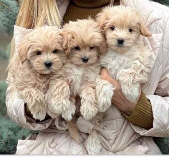 Maltipoo  bez  pp - 4