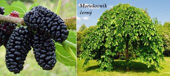 Koupím Moruši roubovanou. - 4