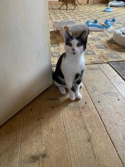 kotě kocourek Foxík 3,5 měsíce - 4