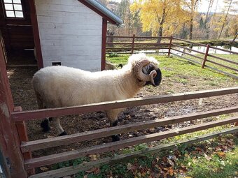 Walliserská ovce - 4