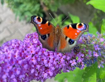 Motýlí keř komule 150cm - 4