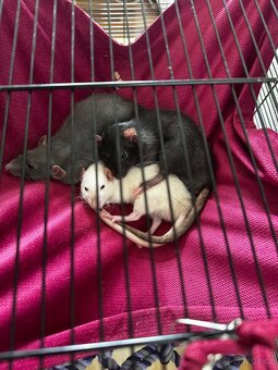 Dumbo potkani 1,5 roku - 4