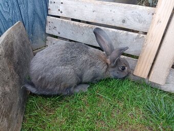 Nabízím mladé samičky vhodné do chovu - 4