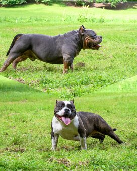American Bully pocket - 4