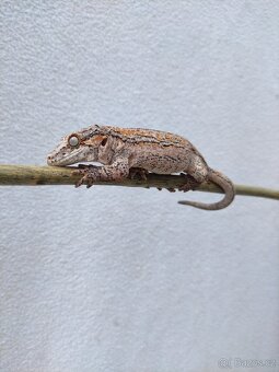 pagekon hrbolkohlavý, auriculatus, terárium - 4