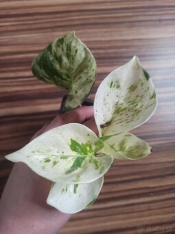Epipremnum - 4