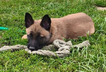 Belgický ovčák malinois s PP - 4