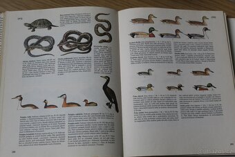 Kniha PŘÍRODA V ČSSR - 4