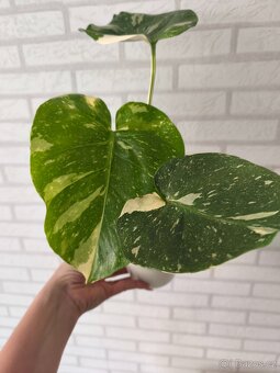 Monstera Deliciosa Thai - 4