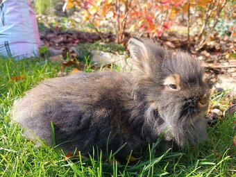 Zakrslý králík - 4