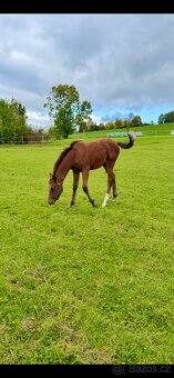 Valach Welara - dohoda o ceně možná - 4
