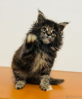 Mainská mývalí bez pp - 4