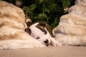 Americký stafordšírský teriér - 4