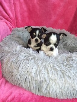 Čivava krátkosrstá -fenky - 4