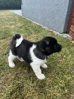 Americka Akita - 4