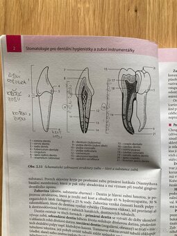 Stomatologie pro dentální hygienistky a zubní instrumentářky - 4