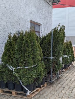 Thuje Thuja Smaragd - 4