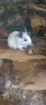 Osmák degu - 4
