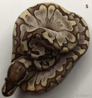 Krajta královská/ Python regius - 4
