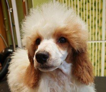 PUDL TRPASLIČÍ VÍCEBAREVNÝ - s PP - 4