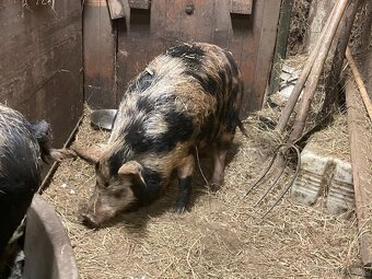 Vykrmené prase na zabiti 2ks, prasnice na chov i březí - 4
