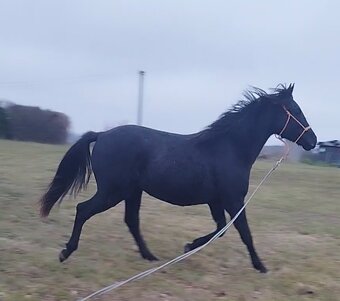 Lusitano x Welsh B - 4