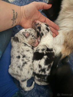 Australský ovčák s průkazem původu - 4