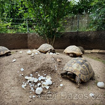 Suchozemská želva + vybavení k chovu - 4