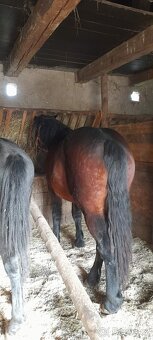 Predam kobylu - 4