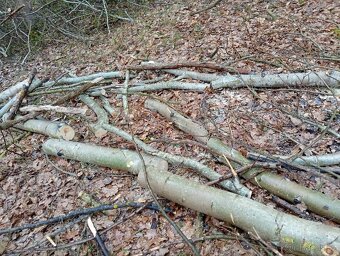 Palivové dřevo - 4