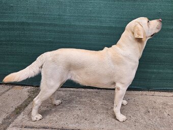Štěňata Labradorského retrievera s PP FCI - 4