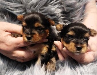 Yorkshire Terrier Black and tan, Biewer, Biro s PP - 4