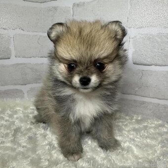 Pomeranian boo - 4