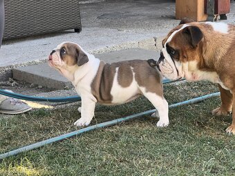 Anglicky Bulldog-fenka - 4