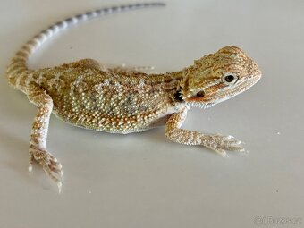 Agama vousatá - 4