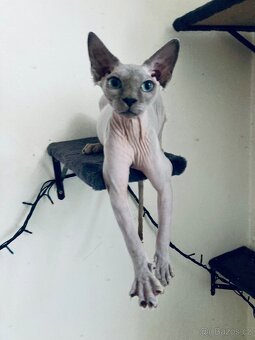 Kanadský Sphynx - dva kluci - 4