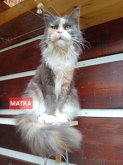 Mainská myvalí koťata bez PP - 4