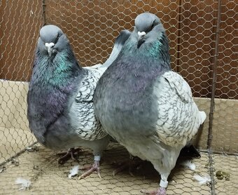 Holub Polský rys - 4