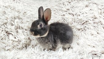 Zakrslý králík, králíček -(REX)-DAISY - 4
