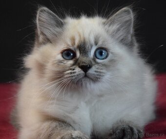 Sibiřské kotě s PP-Něvská maskarague - 4