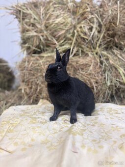 Zakrslý králík s pp - Pocahontas - 4