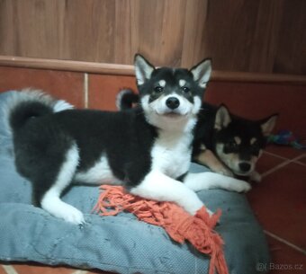 Shiba inu štěňata jen fenky. - 4