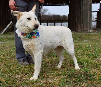 NAIMA K ADOPCI - 1 ROK, NĚŽNÁ, MILÁ, VHODNÁ K DĚTEM - 4